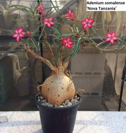 Seme cveća: Adenium somalense 'Nova Tanzania' - 5 semenki